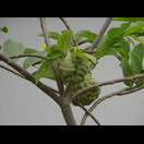 Erneut ein Baum mit Zimtäpfeln